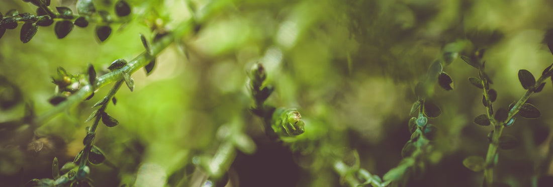 Botanical Herb Garden - Scentsorie