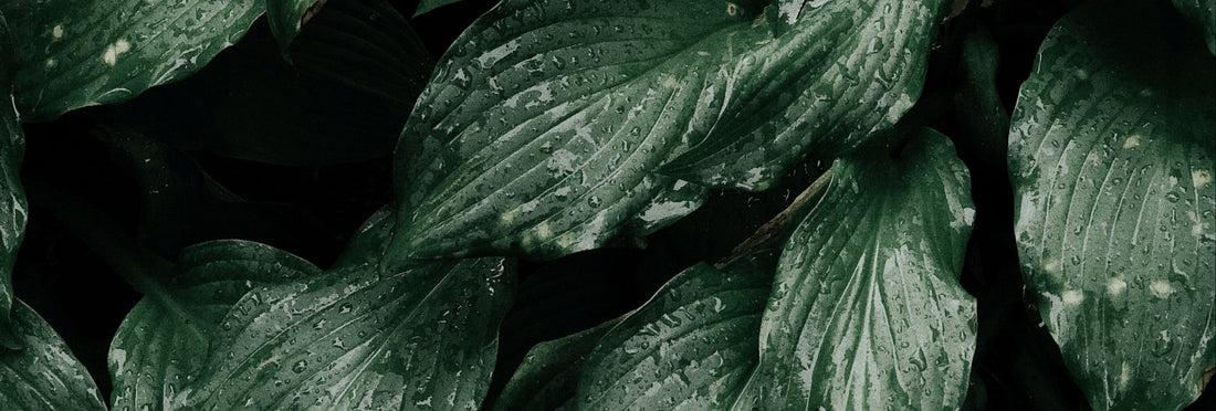 GREENHOUSE - Scentsorie