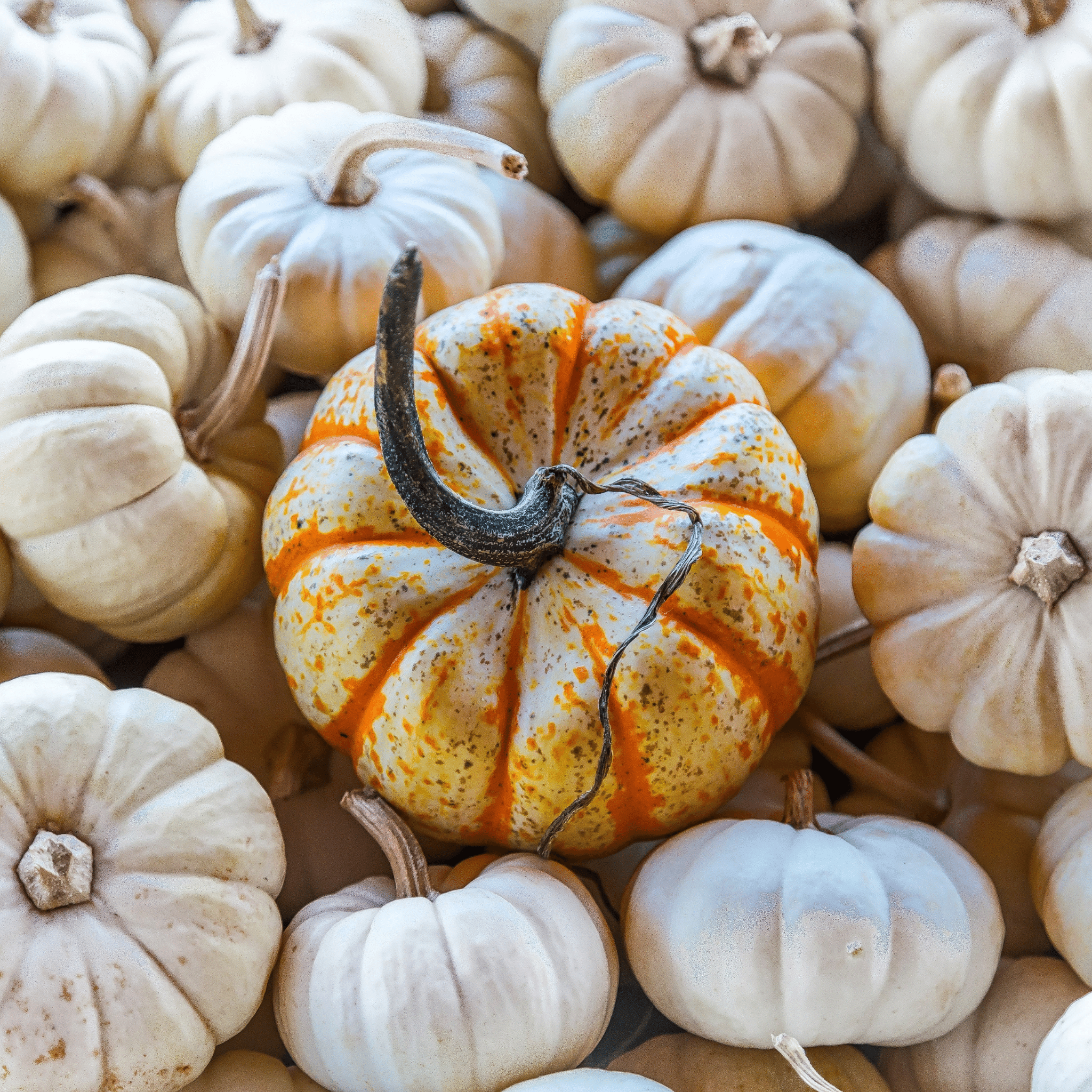 Pumpkin Oat Milk Fragrance Oil