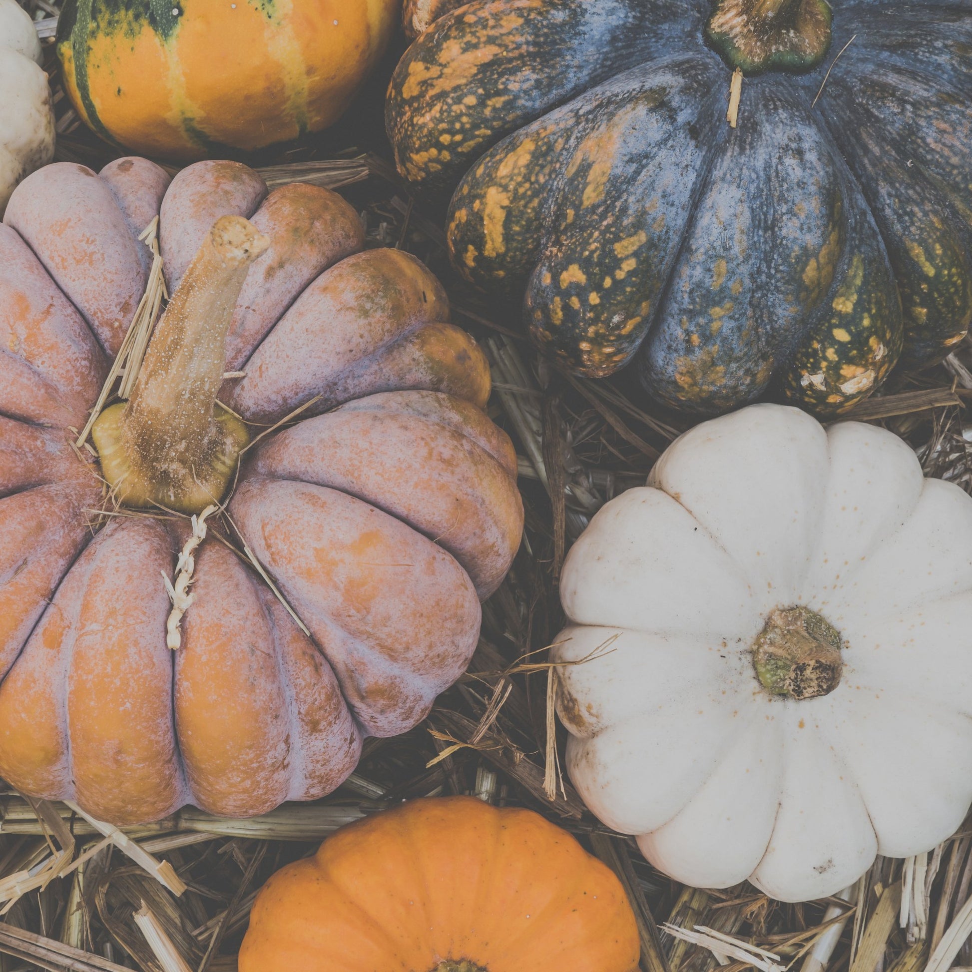 Spiced Pumpkin + Incense Fragrance Oil - Fragrance Oil - Scentsorie