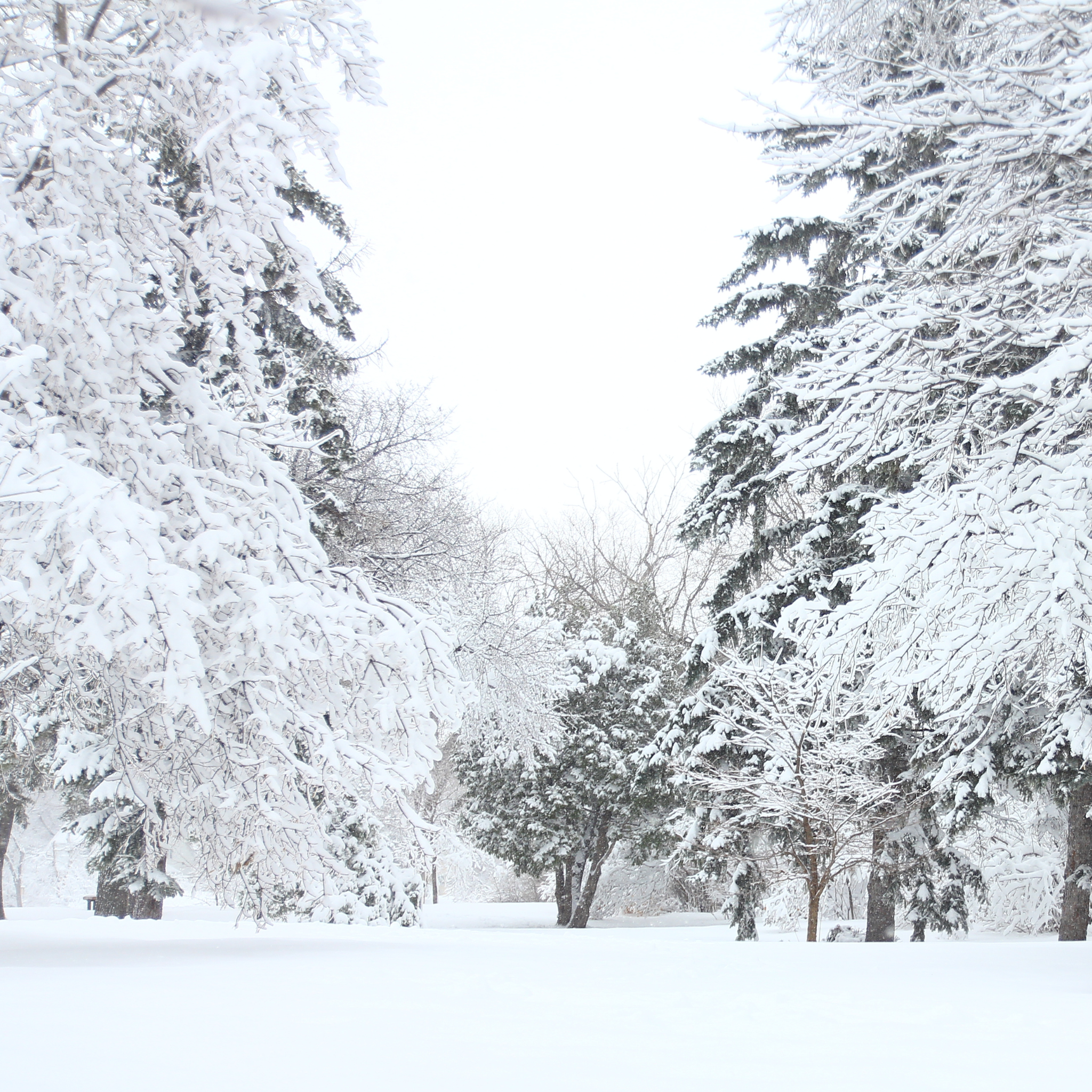Aspen Snow Fragrance Oil