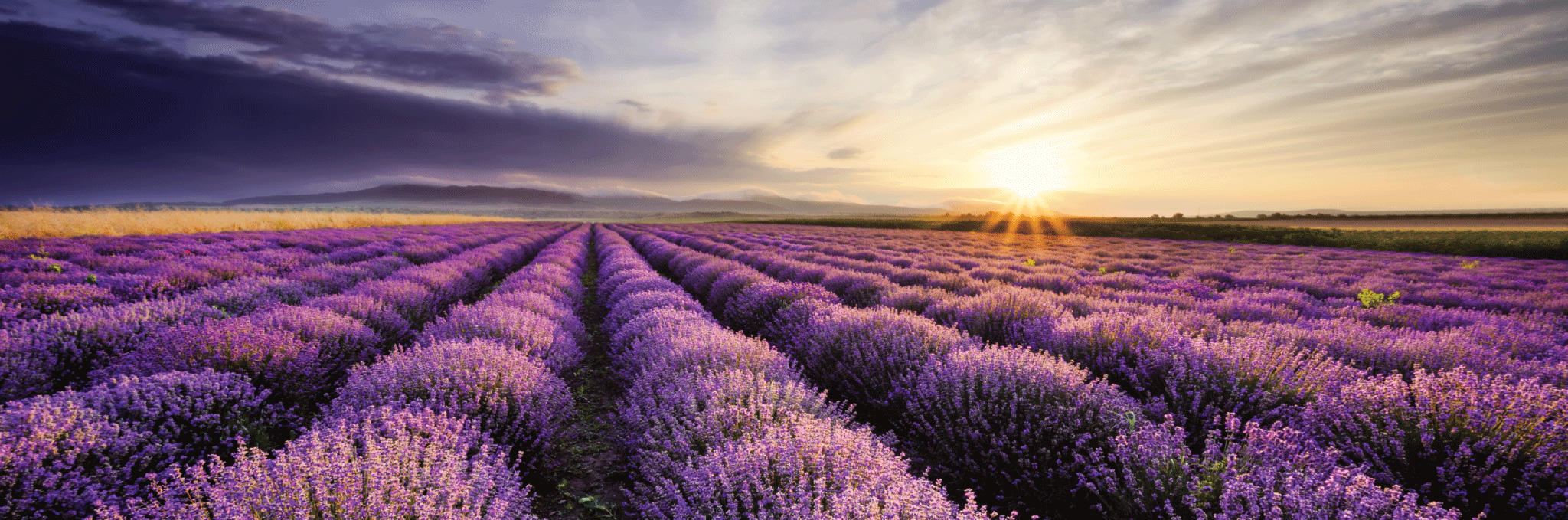 scent trend: Lavender