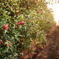 Apple Picking In Vermont  Fragrance Oil