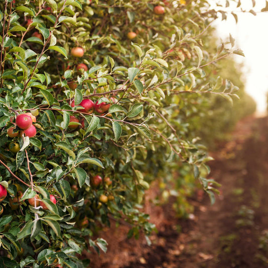 Apple Picking In Vermont  Fragrance Oil