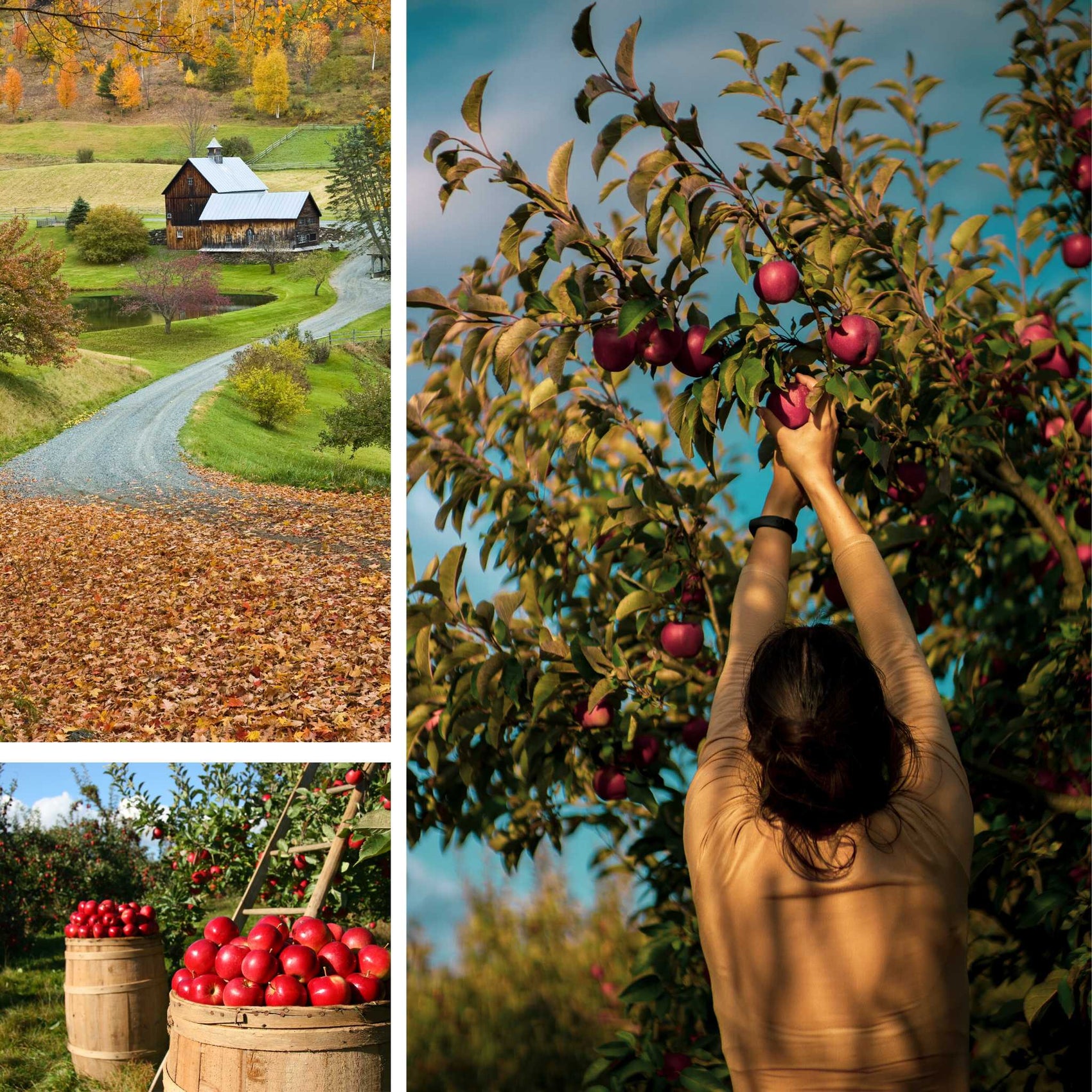 Apple Picking In Vermont  Fragrance Oil