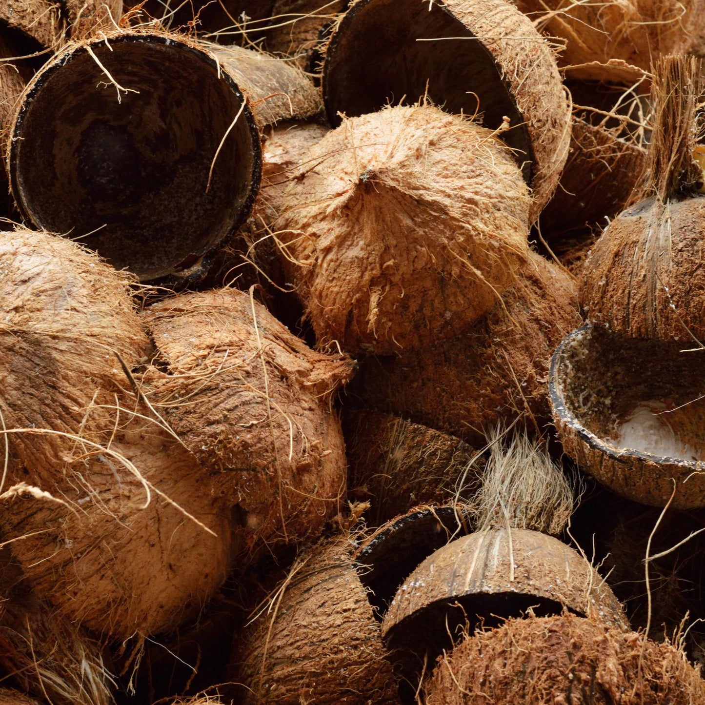 Coconut Husk Fragrance Oil