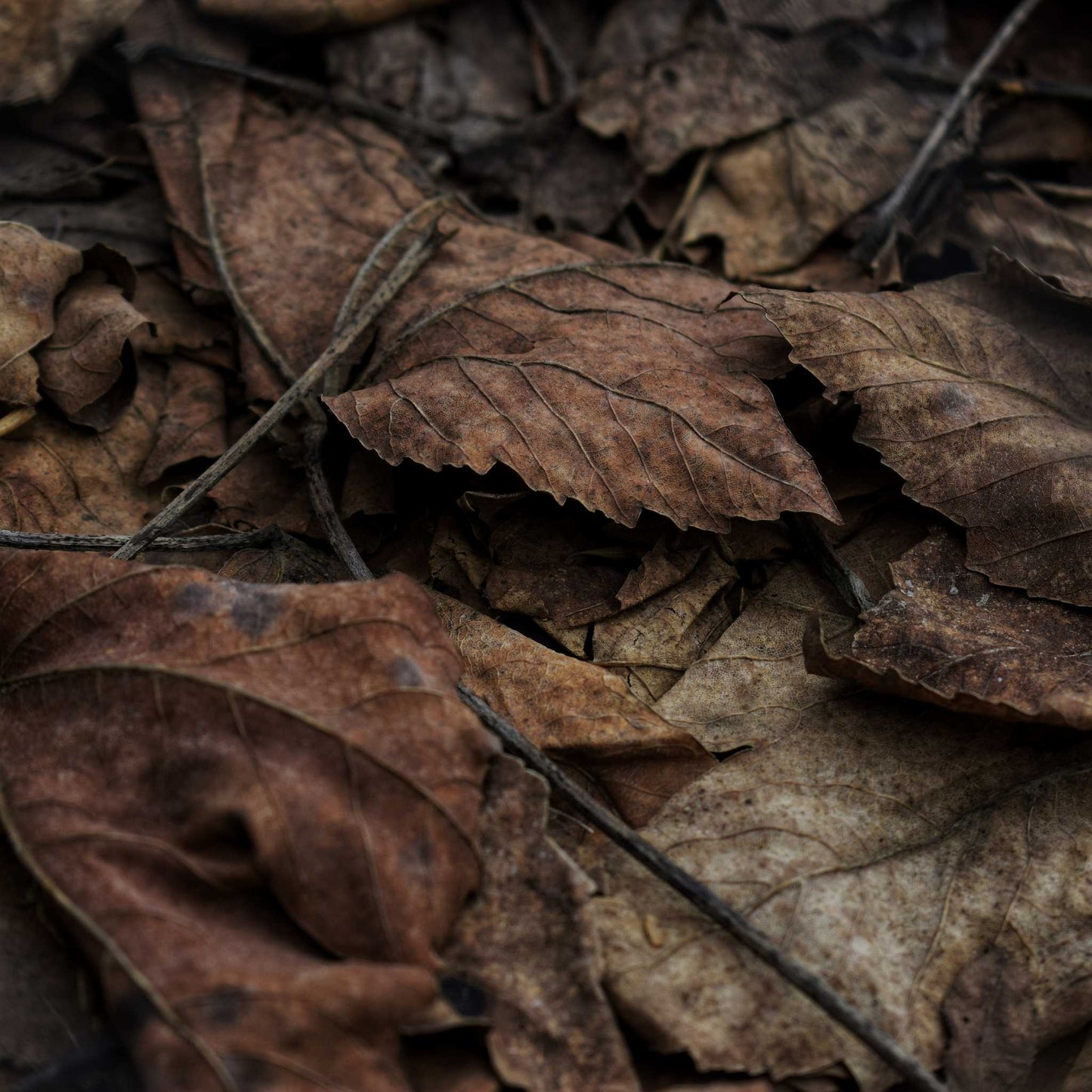 Leather + Leaves  Fragrance Oil