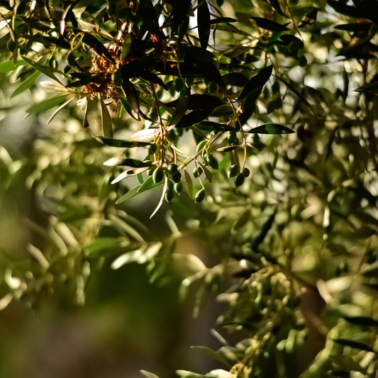 Olive Leaf + Yuzu  Fragrance Oil