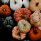 Blackberry Pumpkin Fragrance Oil