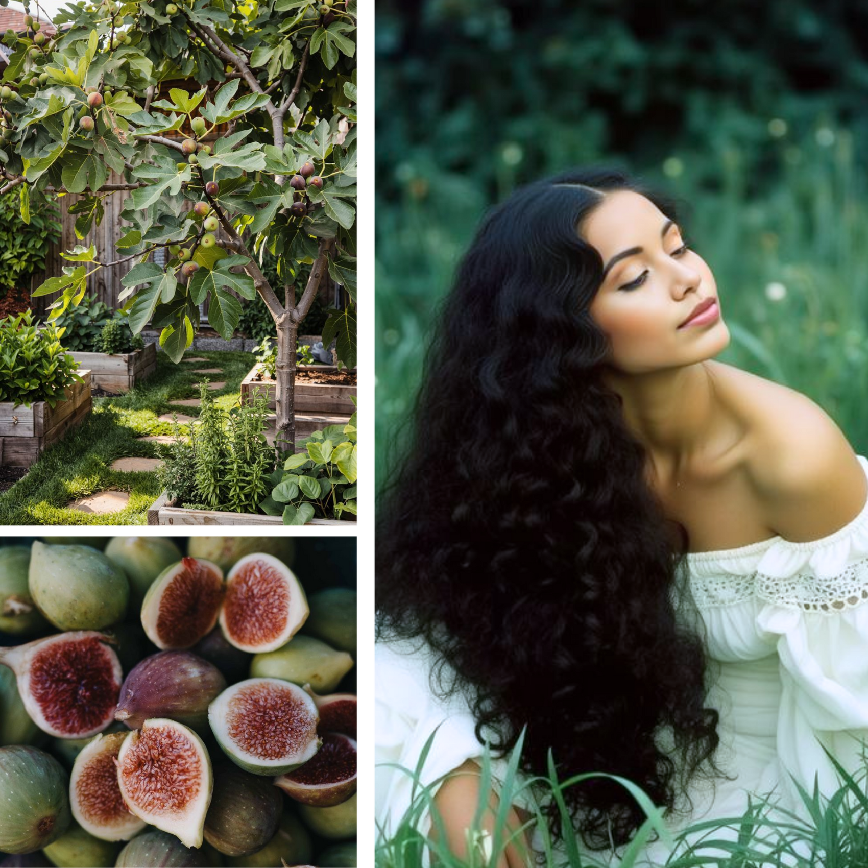 Under The Fig Tree Fragrance Oil
