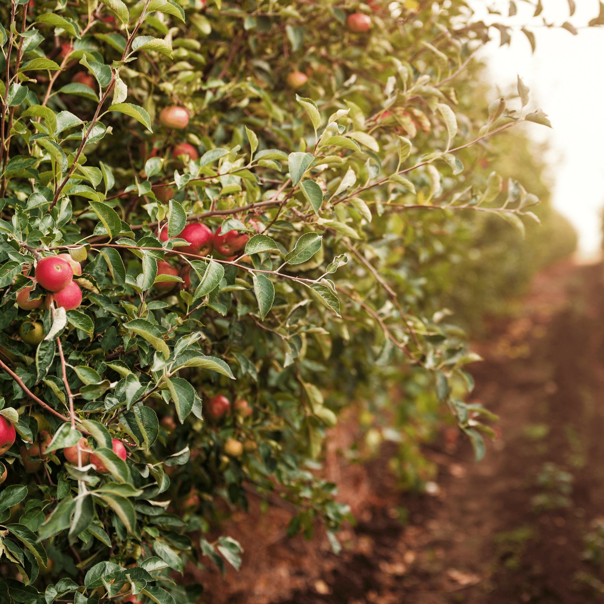 Apple + Hinoki Wood Fragrance Oil - Fragrance Oil - Scentsorie