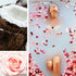 Coconut Milk + Rose Fragrance Oil - Fragrance Oil - Scentsorie