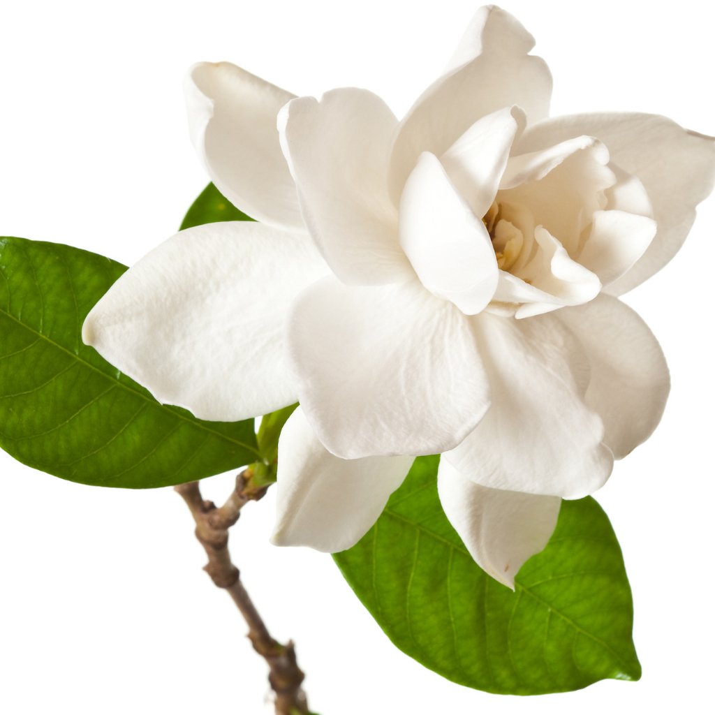 Gardenia + Coconut Cream Fragrance Oil - Fragrance Oil - Scentsorie