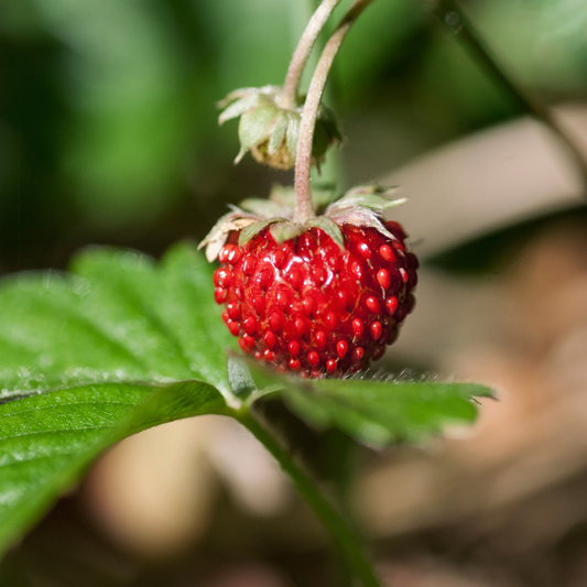 Wild Strawberry Fragrance Oil