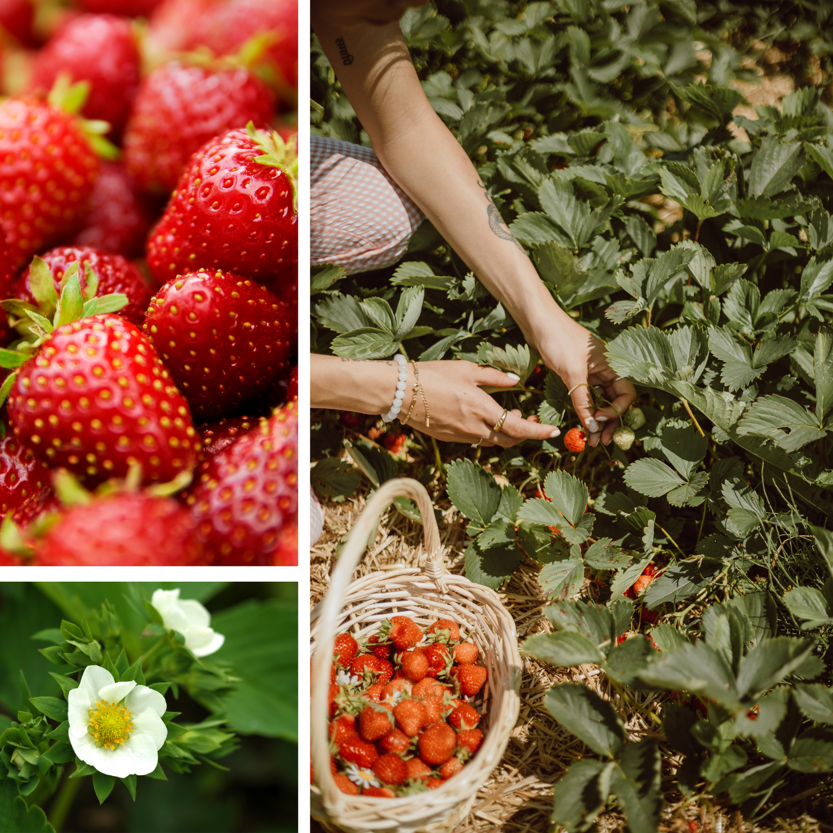 Wild Strawberry Fragrance Oil